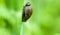 Invertebrate portrait wetland snail