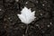 An inverted autumn leaf of poplar lies on cracked earth