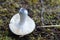 Inverted mushroom on the forest floor