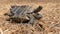 Inverted steppe turtle on dry grass