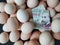investment in organic egg with uruguayan money for healthy food