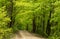 An inviting dirt road leading into a green fresh spring woodland