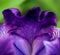 Inviting Frilly and Fancy Purple Iris Petals