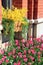 Inviting image of colorful tulips and forsythia against brick building