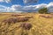 Inviting landscape scene of heathland