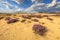 Inviting landscape scene of heathland