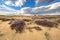 Inviting landscape scene of heathland