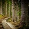 Inviting path deep in the beautiful forest