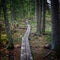 Inviting path deep in the peaceful forest