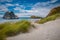 Inviting path Dune vegetation at Famous Wharariki Beach