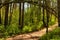 Inviting path way along a nature trail