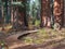Inviting pathway, Giant Sequoias