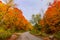 Inviting view of autumn season forest landscape scenery with footpath on overcast warm day