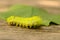 IO caterpillar closeup showing feet, spines and stripes