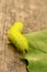 IO caterpillar eats large portion of leaf in only seconds