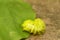 IO caterpillar investigates a RedBud leaf to eat