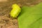 IO caterpillar starts to eat Red Bud tree leaf in NYS
