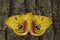 Io moth - Automeris io