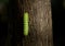 Io Moth caterpillar