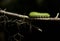 Io Moth caterpillar