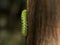 Io Moth caterpillar