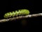 Io Moth caterpillar