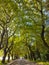 ioannina city lake area with platanus trees on ring road of lake pamvotis greece