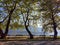 ioannina city lake area with platanus trees on ring road of lake pamvotis greece