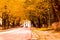 Ioannina city tunnel trees in autumn