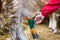 Iodine disinfection of udder before milking