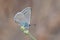 Iolana iolas , the iolas blue butterfly