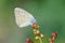 Iolana iolas , the iolas blue butterfly , butterflies of Iran