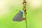 Iolana iolas , the iolas blue butterfly , butterflies of Iran