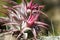 Ionantha Guatemala airplant on a piece of wood