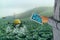 Iot smart agriculture industry 4.0 concept,Farmer use  drone in precision farm use for spray a water, fertilizer or chemical to