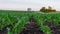 Iowa Corn Field