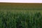 Iowa Cornfield Stretches to Horizon