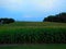 Iowa Farmland with Rows of Corn