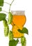 IPA beer in glass and hanging branch of hop plant with green leaves and cones isolated on white background