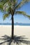 Ipanema Beach Rio de Janeiro Palm Tree Shadow
