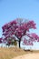 IPE PURPLE TYPICAL LANDSCAPE OF VEGETATION IN THE FORESTS OF THE BRAZILIAN CERRADO