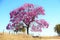 IPE PURPLE TYPICAL LANDSCAPE OF VEGETATION IN THE FORESTS OF THE BRAZILIAN CERRADO