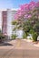 Ipe tree with pink flowers on a neighborhood sidewalk of Campo Grande city