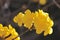 the Ipe Yellow Flowers of Handroanthus albus