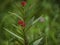 ipecacuanha flower buds with green leaves also known as the blood flowers