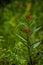 ipecacuanha flower buds with green leaves also known as the blood flowers