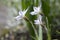 Ipheion uniflorum spring bulbous flower in bloom