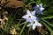 Ipheion uniflorum or spring starflower