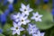 Ipheion uniflorum Wisley Blue spring starflower flowers in bloom, small light bulbous springtime flowering plant