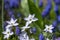 Ipheion uniflorum Wisley Blue spring starflower flowers in bloom, small light bulbous springtime flowering plant